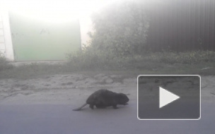 Забавное видео из Орла: дикий бобер прогулялся по городу