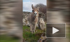 Видео с осликом, поющим как оперный певец, стало вирусным 
