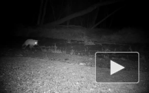 В Приморье в объектив видеоловушки попал мычащий тигр