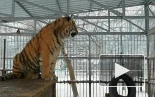 "Поющего" тигренка из Барнаульского зоопарка сняли на видео