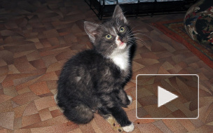 Уникальные кадры с котенком, которым дети-живодеры из Липецка играли в бейсбол