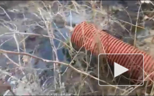 Экоактивисты нашли в Янино-1 сток, загрязняющий окружающую среду