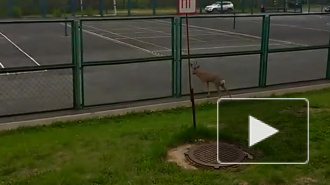 Забавное видео из Кемерово: по городу прогулялся дикий олененок