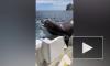 Опубликовано видео, как морской лев запрыгнул в лодку и съел всю рыбу