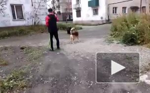 На Сахалине застрелили медведя, который вышел к людям