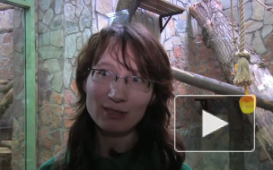 У обезьян проблем с ЖКХ нет. Новый дом для приматов Ленинградского зоопарка