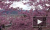 В Ботаническом саду на днях зацветет сакура