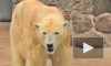 Зооведы, рискуя жизнью, определили пол медвежонка и отметили день рождения косолапой старухи