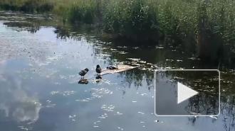 Видео: в Пушкине в одном из парков вместе с утками гуляет черепаха
