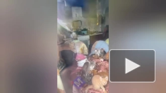 Судебные приставы Петербурга спасли 12 истощённых кошек из захламлённой квартиры