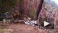 "Объятия" редких леопардов впервые попали на видео ...