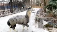 Появилось видео, как альпака Брецель гуляет по ноябрьскому ...