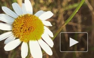 Успеть до конца лета: 8 дел, которые за неделю должен выполнить каждый петербуржец 