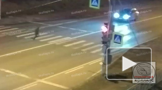 Suzuki снес пешехода на Красносельском шоссе 