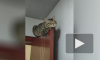 Видео: уставший от детей кот самоизолировался на двери 