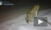 Енотовидная собака и рысь попали на видео в Нижне-Свирском заповеднике