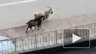 Два козла спокойно прогулялись во дворе Парашютной улицы