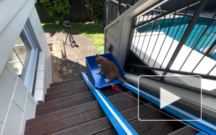 Новозеландский блогер построил лифт для своего пожилого кота