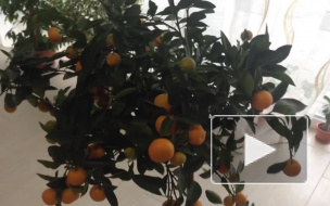 В Петербург из Аргентины пытались провезти мандарины-убийцы