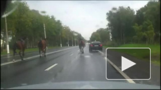 В Петербурге три лошади сбежали со съемок «Трех мушкетеров», видео попало в интернет