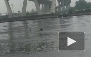 Жара в Петербурге: в Неве купаются лоси