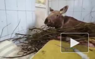 В Центре "Велес" сообщили о нехватке веточного корма