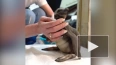 В Московском зоопарке в январе родились два пингвиненка