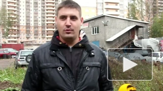 Волки в Петербурге. Кто поселил хищников на шиномонтаже?
