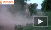 Видео: слониха бросается в борьбу со львом ради своего детеныша 