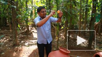 Скорлупа кешью может восстанавливать поврежденные нервные волокна