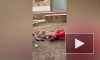Хищники Ленинградского зоопарка получили дорожные конусы от петербуржцев