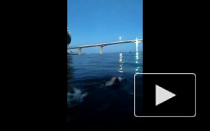 Петербуржец 20 часов провел в Финском заливе: мужчина совершил заплыв "СПб-Кронштадт" и обратно