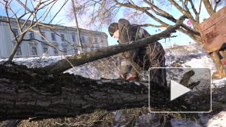 В Выборге продолжают омолаживание деревьев