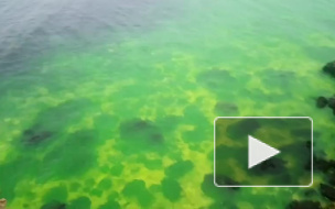 В интернете появилось видео салатового Черного моря в Севастополе