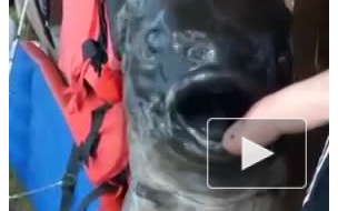 Видео: на Курилах выловили водного монстра