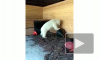В Ленинградском зоопарке построили новый вольер для белой медведицы Хаарчааны