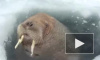 ЯНАО: К вахтовикам вынырнул любопытный морж