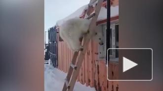 Красноярские вахтовики передали зоопарку спасенного белого медвежонка