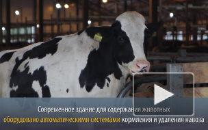 Видео: в сельхозпредприятии "Смена" открылся новый коровник