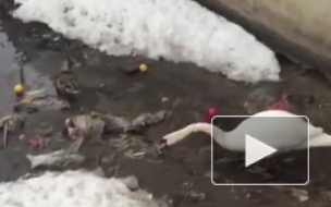 Забавное видео: лебедь-чистюля расчищает озеро от мусора
