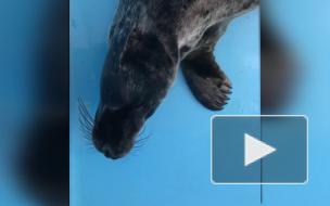 Фонд друзей балтийской нерпы опубликовал видео "поющих" тюленей