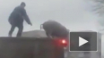 Видео схватки человека и свиньи на крыше фуры взорвало ...