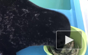 Видео: Крошик после линьки превратился в жгучего брюнета 