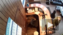 Видео: на автомойке петербурженка украла ароматизатор и картину