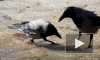 Рыбалка ворон в Ботаническом саду попала на видео