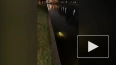 Видео: водолаз с фонариком плавал ночью в Мойке