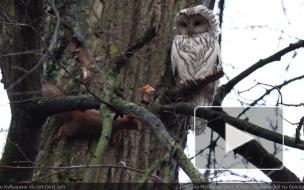 Петербуржцам показали игру совы и белки