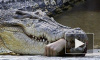 Крокодил-людоед в Петербурге: версии появления хищника в городе и его дальнейшая судьба