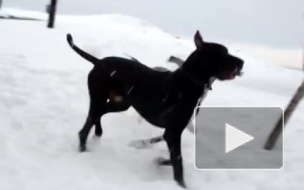 Власти Петербурга не пустят детей гулять с собаками