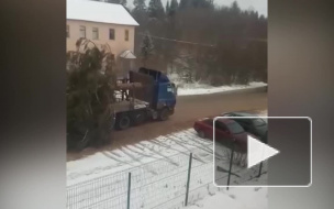 Новогодняя елка облысела по пути в Тихвин